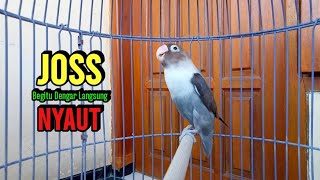 Download lagu Suara Lovebird NGEKEK PANJANG Bikin EMOSI, Begitu Dengar Lovebird apapun PASTI NYAUT mp3 Download lagu Suara Lovebird NGEKEK PANJANG Bikin EMOSI, Begitu Dengar Lovebird apapun PASTI NYAUT mp3