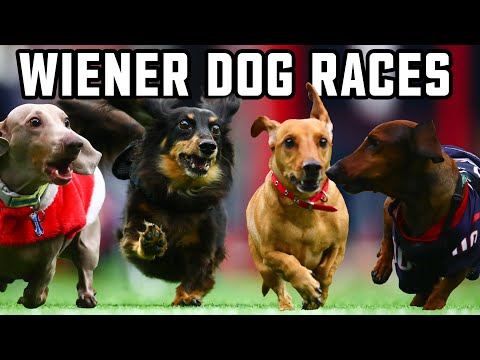 Annual Houston Texans Wiener Dog Races