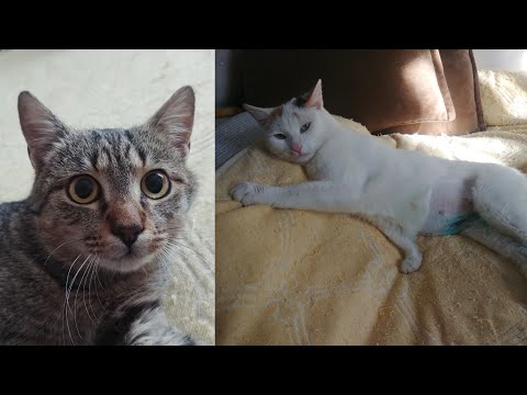 Two female cats spayed