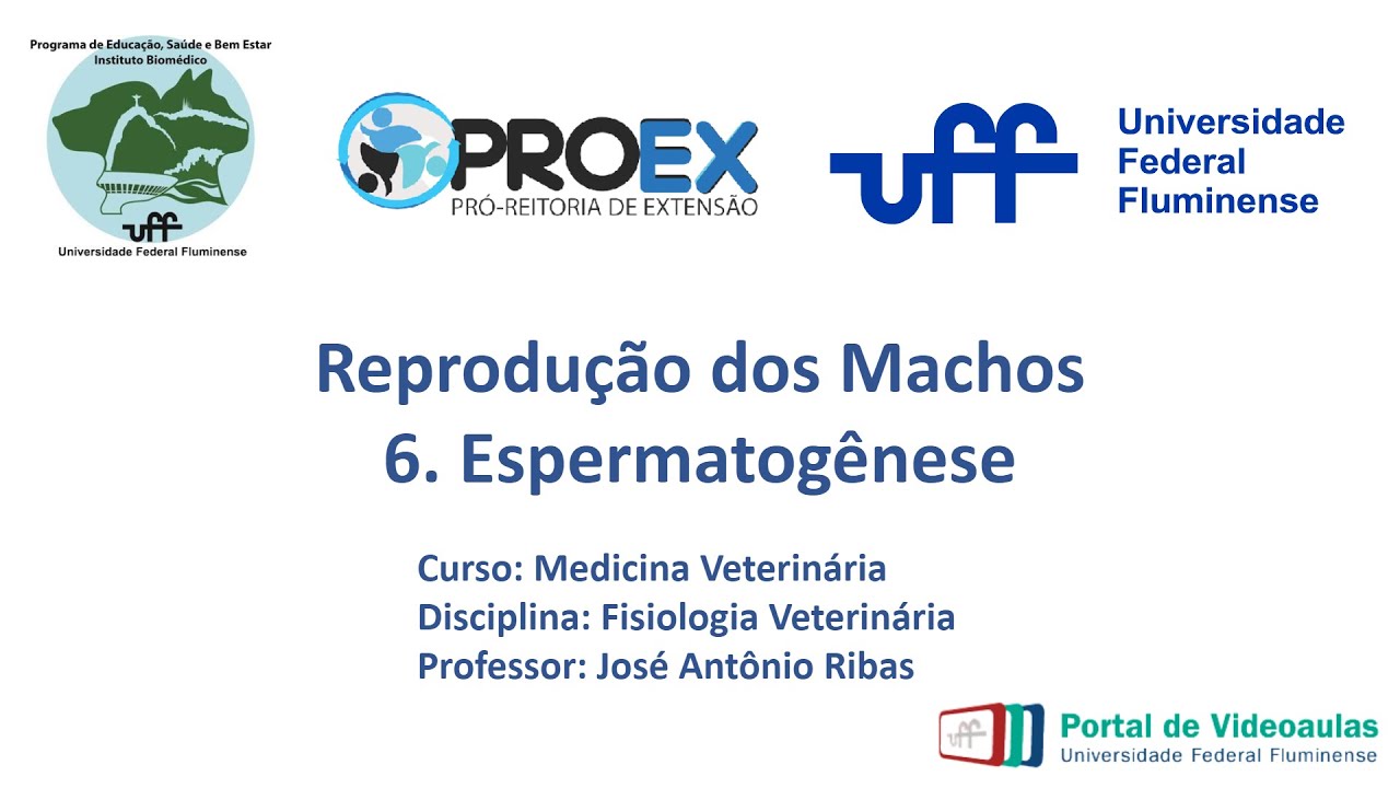 Reprodução Machos -  6. Espermatogênese