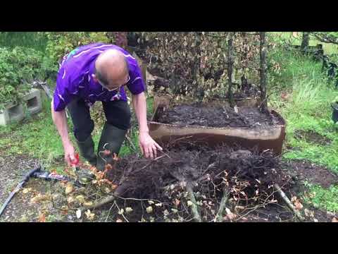 Bonsai for Free - Beech Trees