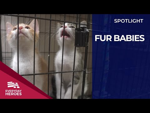Everyday Heroes: The Inspiring Story of Fur Babies Animal Rescue