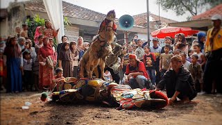 Download lagu Atraksi kambing renggong vs kuda renggong mp3