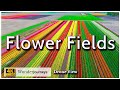 Flower Fields Of The Netherlands Drone View 4K Part 1