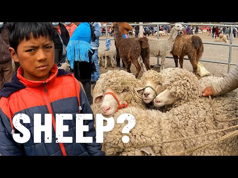 Finding the most expensive animal on Ecuadorian mountain market |S6 - E9|