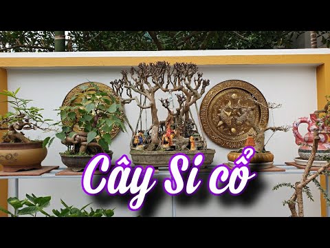 SH.6779. Chơi cây Si cổ Tây Du Ký được không các bác.