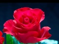 Trandafir de la Moldova Moldavian Rose 