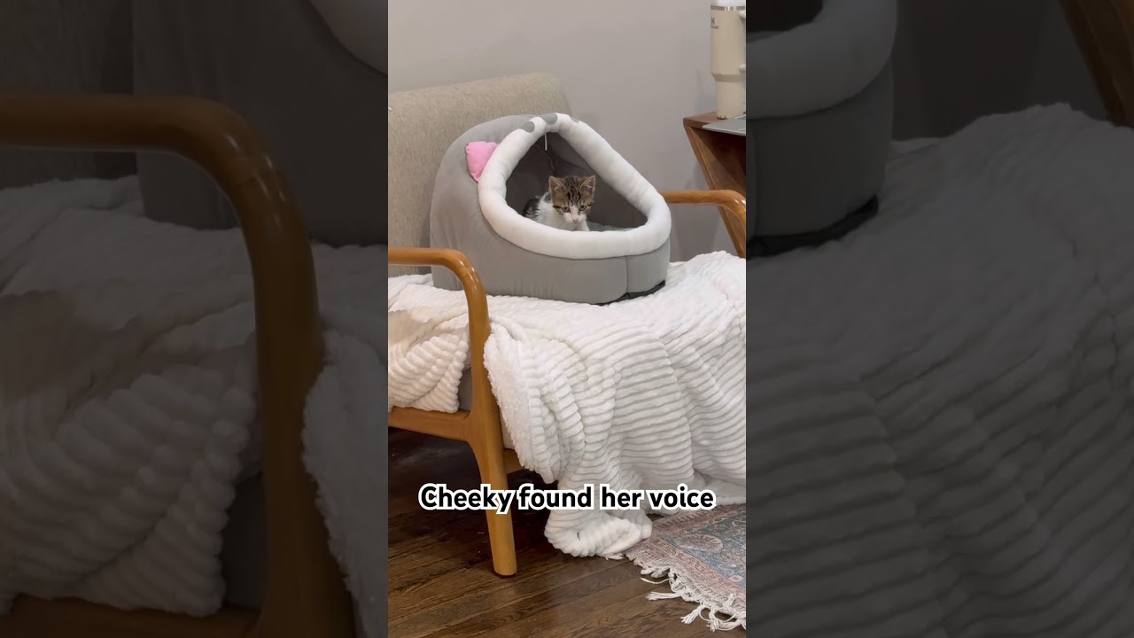 Enlarge Cheeky, a Adoptable Domestic Short Hair in Middle Village, NY video 6/6