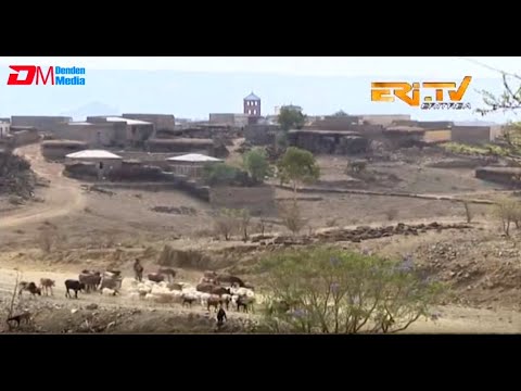 ERi-TV, Eritrea - ሓመድ ድበ ጽልኢ - Decades Old Bitter Conflict Resolved