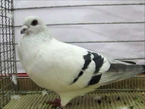 Damascener, Exposition de Pigeons Kembs 2017, Damascene, Damasceno