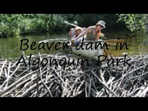 How to pronounce Beaver dam in Algonquin Park in English?