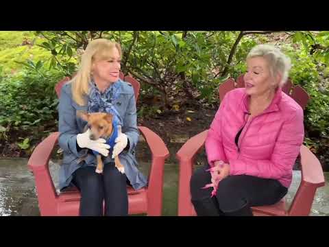 Rupert is a cute little Chihuahua looking for a calm home with his people around - YouTube