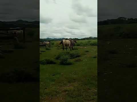 Na fazenda da família em Mairipotaba Goiás.