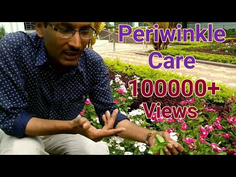 How to grow and care periwinkle ,sadabahar, vinca rosea