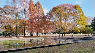 色づく公園　鬼怒川ブラックバス　ゴミ拾い　2024年11月29日
