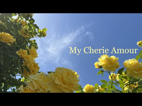 My Cherie Amour