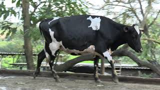 Vídeo 37 - 1º LEILÃO ANUAL SITIO TIMOTEO | VACAS 3/4 E 7/8