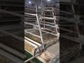 A type manure removing system, belt kind. #poultry #chicken #egg