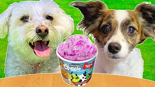 Puppy Tries Ice Cream For The First Time!