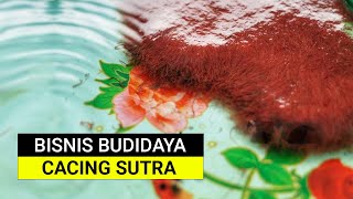 Download lagu BUDIDAYA CACING SUTRA TANPA AIR MENGALIR mp3 Download lagu BUDIDAYA CACING SUTRA TANPA AIR MENGALIR mp3