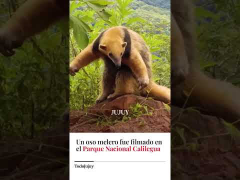 ENCONTRARON UN OSO MELERO EN EL PARQUE NACIONAL CALILEGUA DE JUJUY