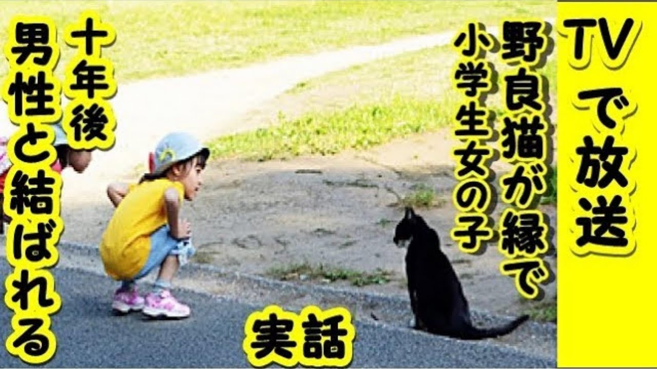 👀感動 泣ける話・ TV放送された実話です　野良猫の縁・小学生だった私は１０数年後偶然男性と再開し結婚したのですよ！招き猫ちゃんねる