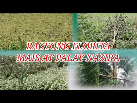 Bagyong Florita | Palay at Mais Nasira @cagayanvalley