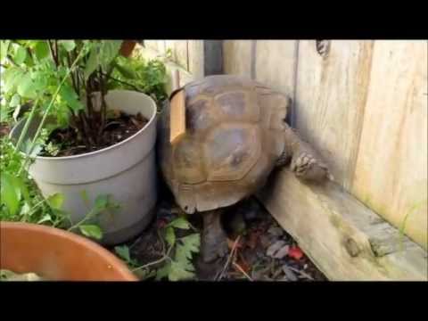 Cố quên - Ngọc Quy