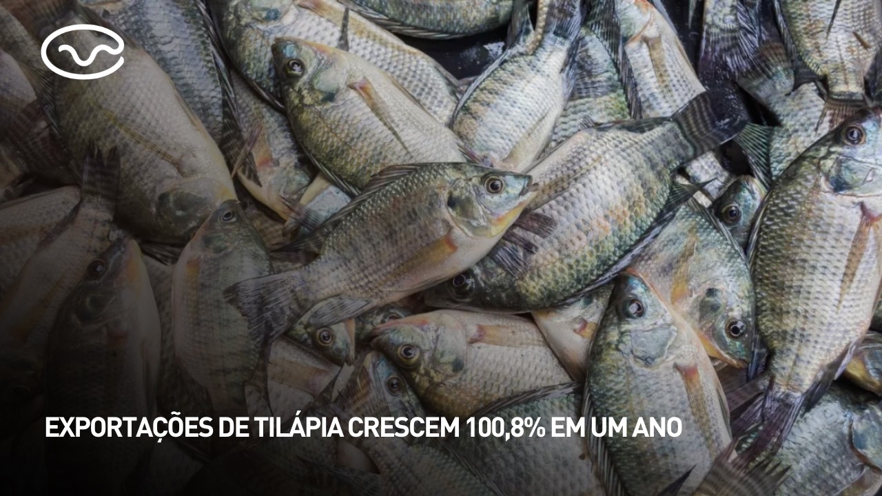 Exportações de tilápia crescem 100,8% em um ano
