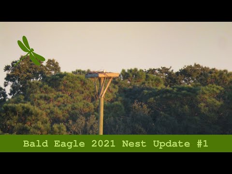 2021 Eagle Nest Update #1