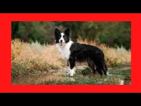 ✅como EDUCAR un BORDER COLLIE✅ como educar un border collie cachorro,como adiestrar un border collie