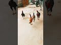 Murga Fight Murga Ki Ladai Asel Murga Lakha Java Murga