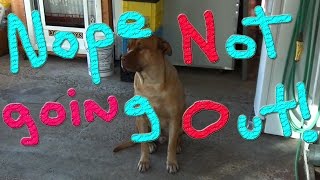 Daytona Ducks #67 Raising Ducks For Charity