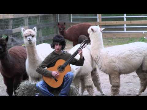 Classical Guitar School of New York - Classical Guitar and Alpacas - Zach Page