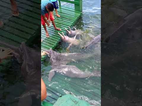 Mirante do boto - Mocajuba-Pará #turismo #viagem #natureza #travel #passeio