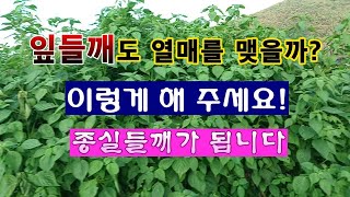 [텃밭농부 2,039]  잎들깨도 열매가 열릴까? 이렇게 해 보세요! 종실들깨가 됩니다. #들깨재배