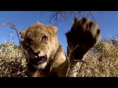 Prima ZOOM - Největší zabijáci