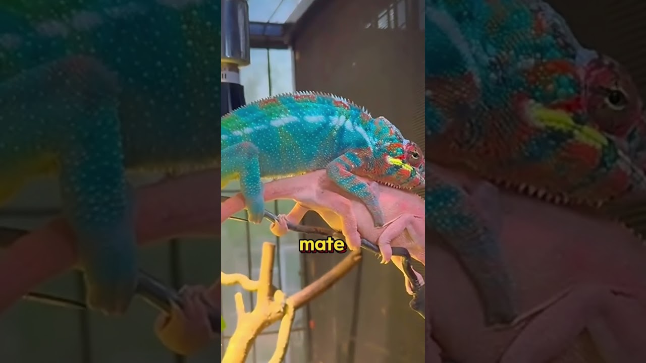 Look closely! There’s a chameleon camouflaged among the green leaves.#anime #chameleon