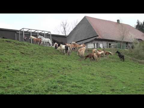 Haflingerherde Frühjahr 2012