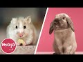 Top 10 Easiest Pets To Take Care Of