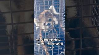 【福岡】動物との距離が近すぎる癒しの動物園、到津の森公園へ!#北九州 #福岡旅行 #動物園