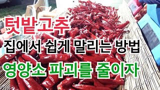 텃밭고추 집에서 쉽게 말리는 방법