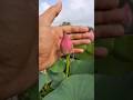 Lotus Flower At Home Shorts Lotusflower Flowers