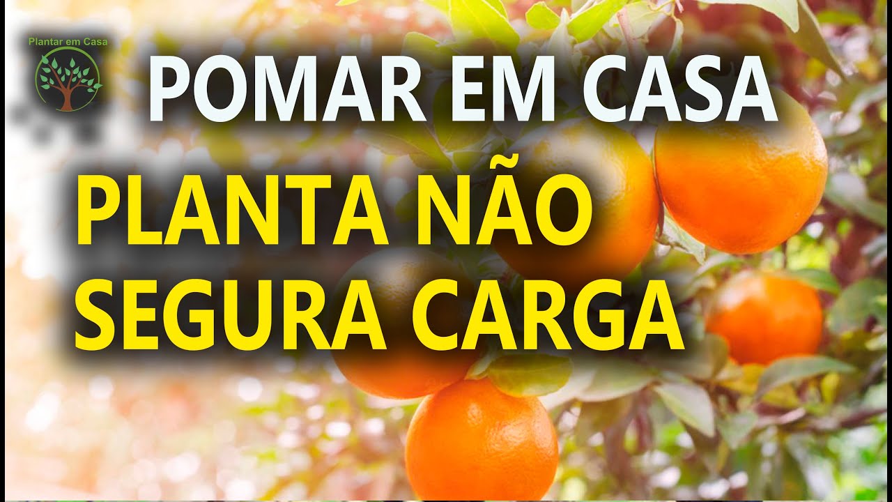 Pomar sem Frutos, O Motivo pode estar no Solo