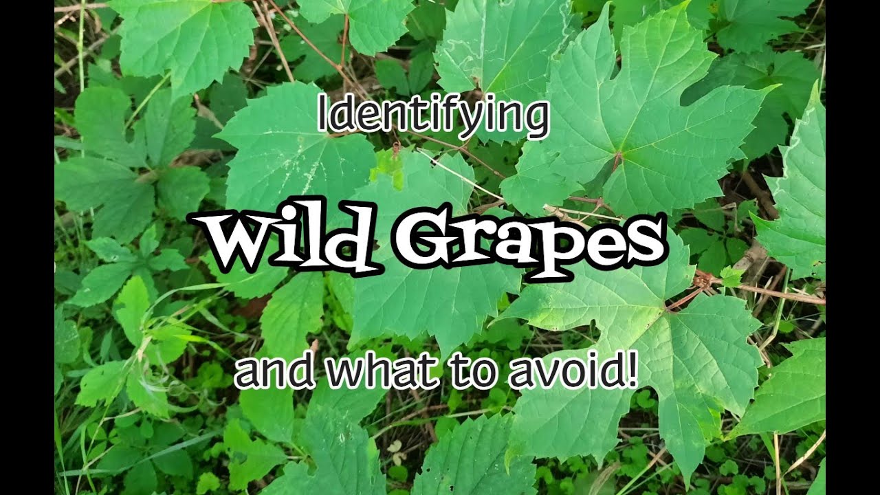 What do wild grapes look like? – EN General