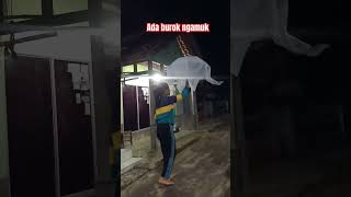 Download lagu Burok ngamuk #shortvideo #lucu #burok mp3