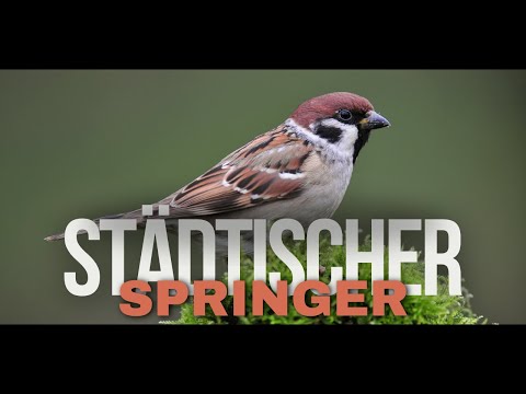 "Kleine Reisende: Entdecke die Geheimnisse der Spatzen"