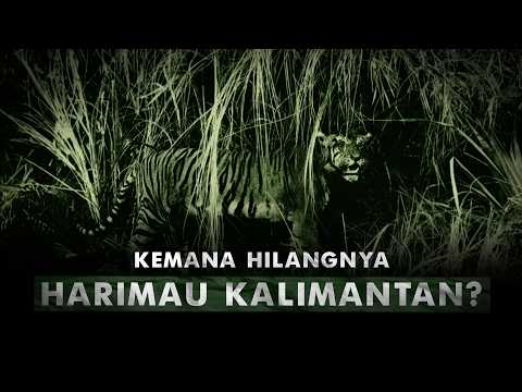 Kenapa Tidak Ada Harimau di Kalimantan? | Harimau Kalimantan