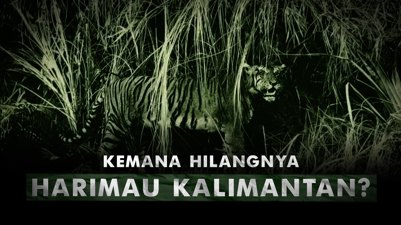 Kenapa Tidak Ada Harimau di Kalimantan? | Harimau Kalimantan