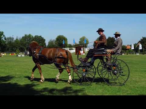 Fahrturnier Ostenfelde 14.8.2021